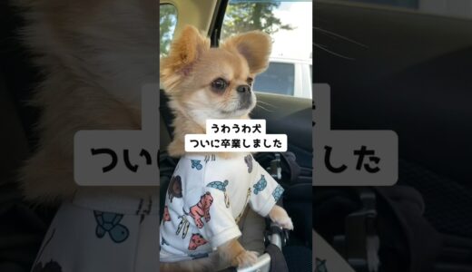 卒業したうわうわ犬のハナ