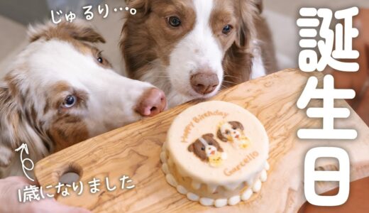 【祝1歳！！】お誕生日おめでとう！！！✨弟犬のお誕生日に可愛すぎる似顔絵ケーキを食べました🤤【ボーダーコリー・オーストラリアンシェパード】