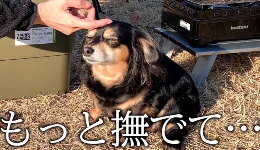 狂暴な犬がキャンプ場で出会ったお姉さんに心を開く瞬間