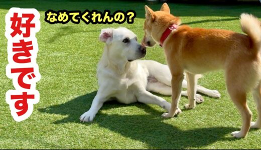 攻撃ばかりする保護子犬が先住犬を舐めてくれました