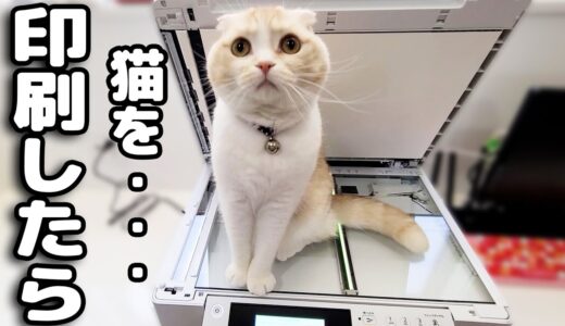 コピー機を占領して動かない猫をそのまま印刷したらこうなりました...