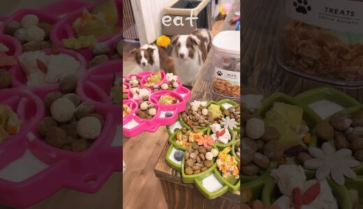 おせち料理みたいな犬のご飯&デザートまとめ😋🍚【ボーダーコリー・オーストラリアンシェパード】 #shorts