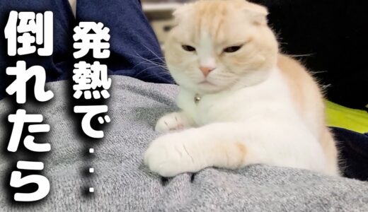 飼い主が熱で倒れてたら一日中看病してくれる猫がこちら