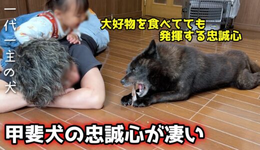 【一代一主】甲斐犬の忠誠心って、こーゆー所です