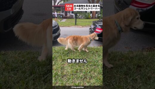 あるものを見て銅像のように固まる犬