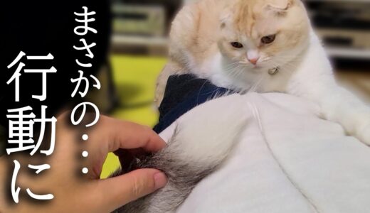 寝ぼけてる猫に犬のしっぽを差し出した結果...