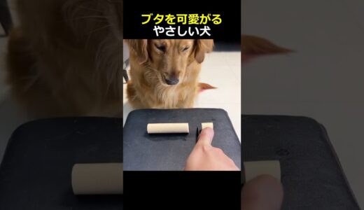 ブタを可愛がるやさしい犬