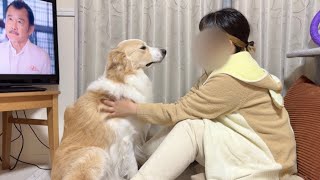 テレビに夢中なママにヤキモチを妬いた犬がこうなりました..【#ボーダーコリー #ゴールデンレトリバー】