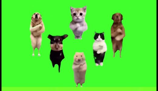 中国ダンス犬猫素材#猫ミーム #猫マニ