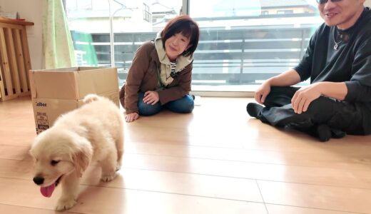 新たな家族を迎える！ぬいぐるみのような可愛い犬の赤ちゃん。【Golden Retriever japan】