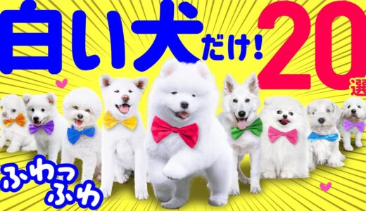 白い犬は好きですか？【ふわふわかわいい❤️白い犬種20選】