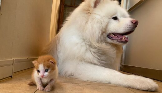 秋田犬に育てられた猫の一年