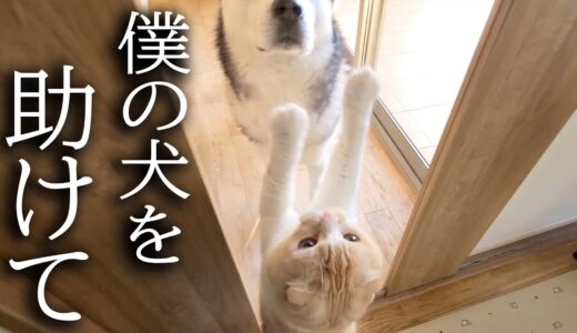 犬が閉じ込められた事に気がついた猫は必至で助けようと...