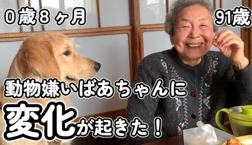 犬嫌いなおばあちゃん（91歳）とゴールデンレトリバー子犬４回目の再会で奇跡が起こる【大型犬の子犬と暮らす】