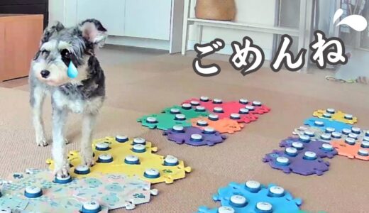 犬に服を着せるべきでした【しゃべる犬】