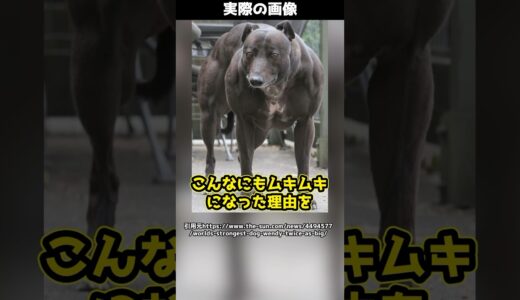 【仰天】超ムキムキの犬！？こんなにもムキムキになった理由とは？#shorts