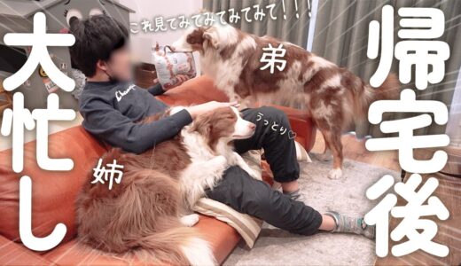 帰宅したお兄ちゃんに全力で甘える姉犬と新しいおもちゃを自慢する弟犬が可愛い(笑)/ Doggy Box 【ボーダーコリー・オーストラリアンシェパード】