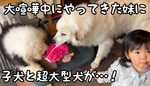 【天才？！】大喧嘩していたのに妹が近づいた瞬間、動きを止めてくれる超大型犬と子犬が凄すぎました…！｜グレートピレニーズ＆オールドイングリッシュシープドッグ＆トイプードル