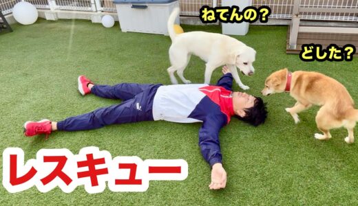 【涙腺崩壊】飼い主が倒れたら駆け付けてくれる犬たち