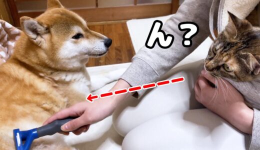 大好きな柴犬の抜け毛でテンションが上がる子ども猫【犬の換毛期ブラッシング】