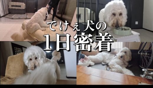 【犬アフレコ】でけぇワンコの1日に密着！ゴールデンドゥードルの暮らしをご紹介