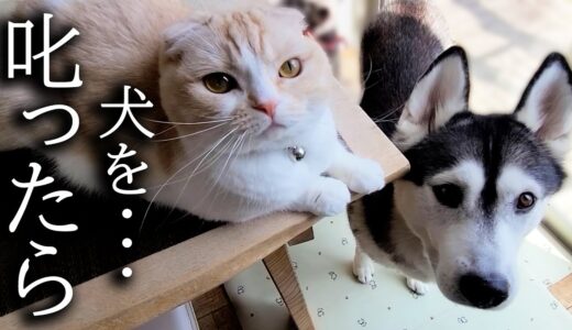 犬を厳しく叱ってたら一緒になって猫も犬を叱ってた…