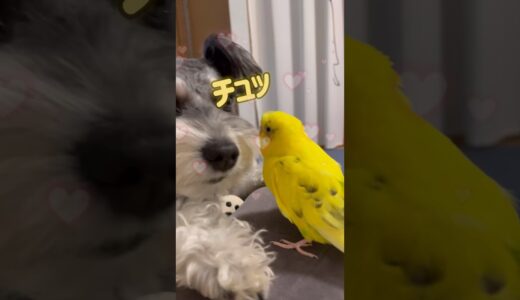 犬を口説く鳥