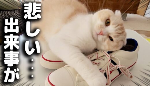 かわいいスニーカーを買ったので猫と犬に自慢した結果...