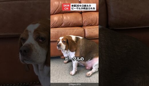 太り過ぎた犬が施設の職員に救出される