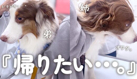 病院に行くとわかった瞬間絶望する先住犬と久しぶり病院で緊張しちゃう弟犬💦【ボーダーコリー・オーストラリアンシェパード】