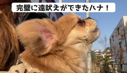 完璧に遠吠えができたハナ！【うわうわ犬】