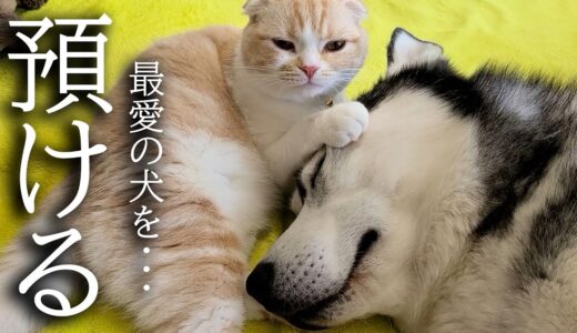 訳あって犬を預けることになり猫が寂しそうに家中探してます...