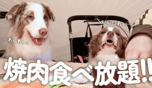 生まれてはじめて焼肉食べ放題に行った犬達の反応が100点満点すぎた！！！【ボーダーコリー・オーストラリアンシェパード】