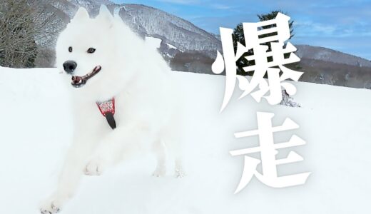 ノーリードでゲレンデを爆走する雪国犬がカッコよすぎました…！【サモエド】