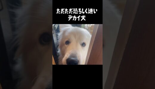 オレでなきゃ見逃しちゃう超大型犬　#greatpyrenees  #グレートピレニーズ #大型犬