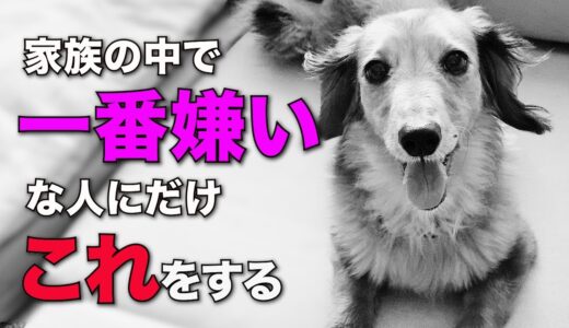 犬が家族の中で一番嫌いな人に見せる仕草7選