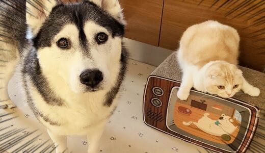 猫を厳しく叱ったら犬を連れて仕返しにきた...