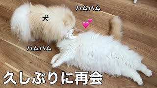 手術入院後、久しぶりに会った犬と猫がラブラブでかわいすぎました！