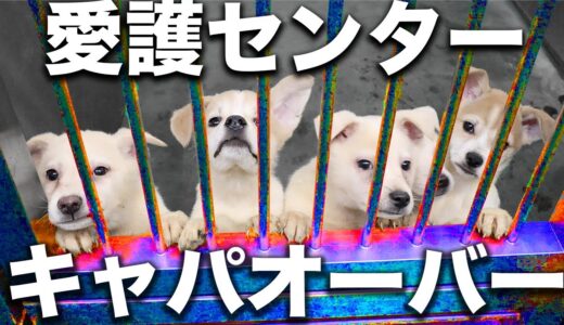 【過去最大級】殺処分されない世界を作るために愛護センターから犬を引き取り続ける