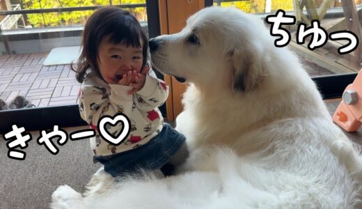 【天使♡】大好きな超大型犬にチュッてされると照れちゃう妹が可愛いすぎました…！｜グレートピレニーズ＆オールドイングリッシュシープドッグ＆トイプードル