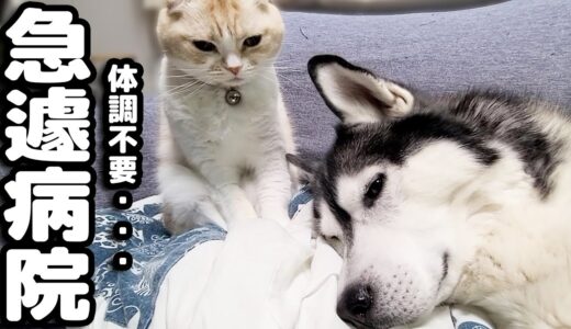 体調不良の犬が心配で猫がこうなっちゃいました...