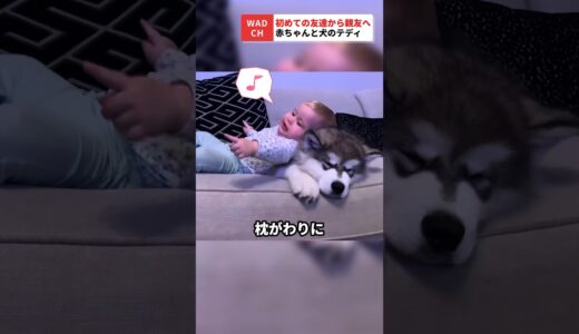 親友へ変わった大型犬と赤ちゃんの出会い #動物 #癒し