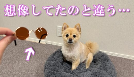 犬用サングラスを購入したのだが、想像してたのと違う結末に…