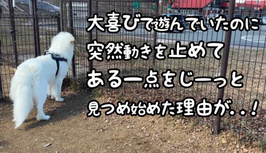 【凄すぎw】全く知らない場所でも車の音だけで大好きな人を気づいちゃう超大型犬が天才すぎる笑｜グレートピレニーズ＆オールドイングリッシュシープドッグ＆トイプードル