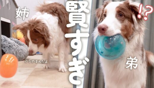 賢すぎるお姉ちゃん犬の真似をしてどんどん成長する弟犬が可愛いすぎる！！！♡【ボーダーコリー・オーストラリアンシェパード】