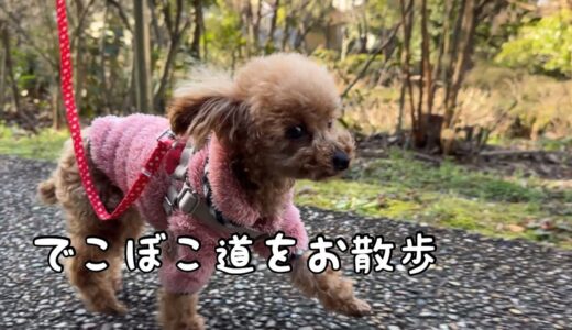 いろんな道を歩く練習をしたララちゃん【元保護犬】