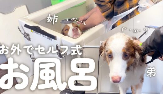 はじめて犬のセルフ式お風呂に入ってふわっふわのピカピカになった姉弟犬✨【ボーダーコリー・オーストラリアンシェパード】