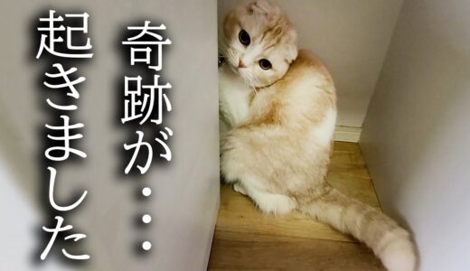 猫について行くととんでもない場所から奇跡が...