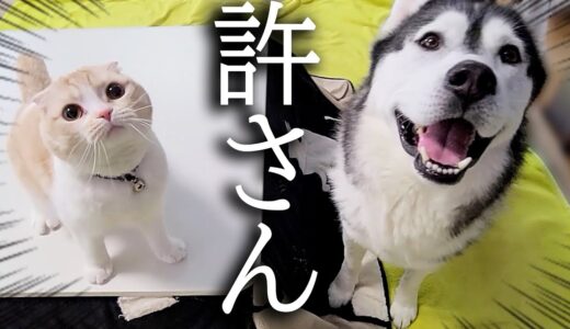 こたつを片付けようとしたら怒って猫と犬の文句が止まりません