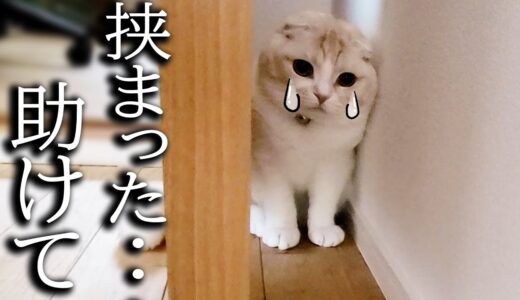 猫がニャーニャー騒いで泣いてるので見に行くと...